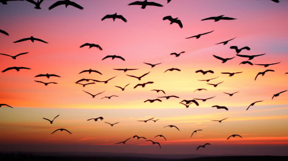 خلاصه کتاب وقت کوچ بود (پملا هیکمن) | درک سریع و کامل